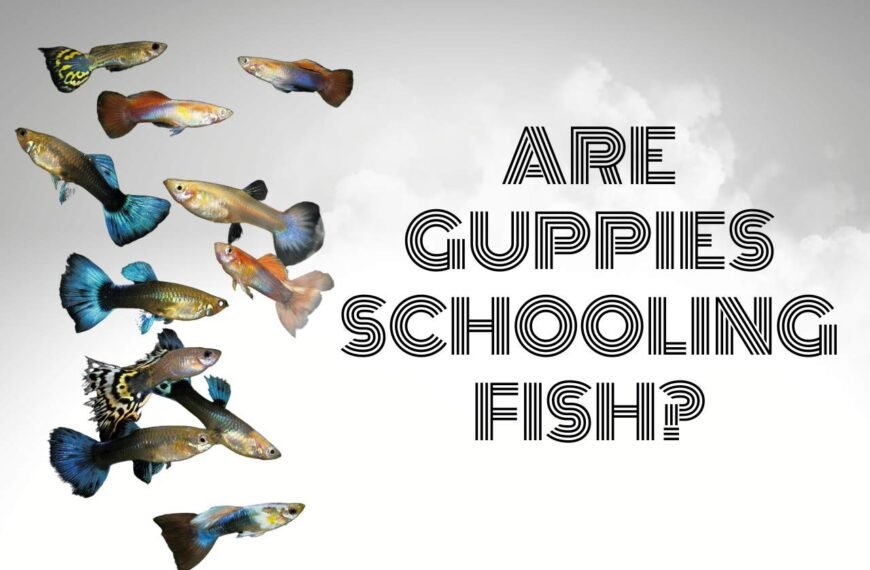 Are Guppies Schooling Fish? (Or Do They Shoal?)