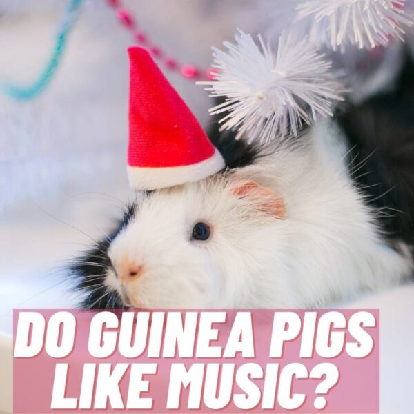 Do Guinea Pigs Like Music? [What Owners Need To Know]