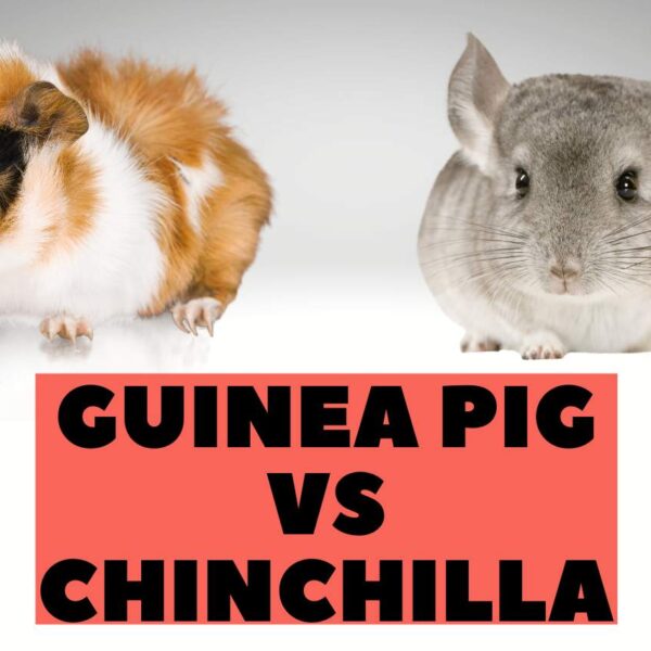 Guinea Pig vs Chinchilla – [Care, Food, Shelter & More]