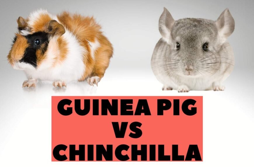 Guinea Pig vs Chinchilla – [Care, Food, Shelter & More]