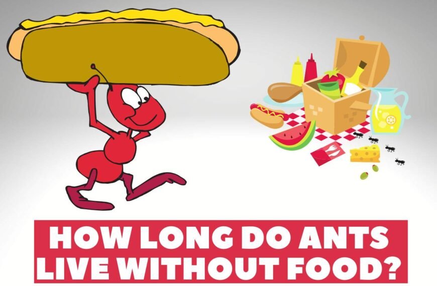 How Long Do Ants Live Without Food? – All You Need To Know 