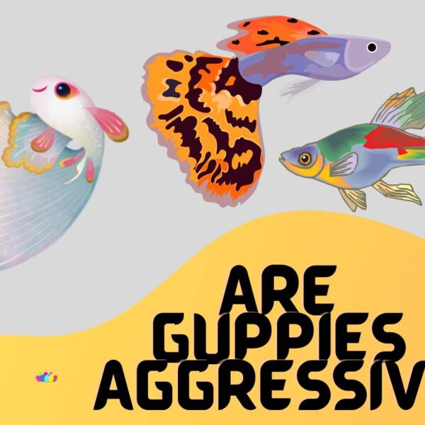 Are Guppies Aggressive? (Let’s Stop Their Aggression)