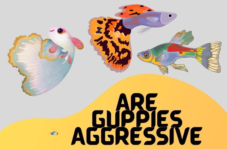 Are Guppies Aggressive? (Let’s Stop Their Aggression)