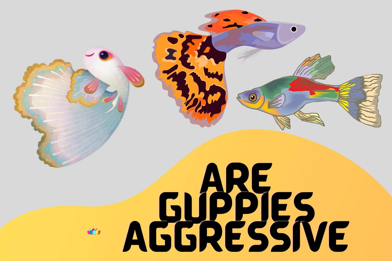 are guppies aggressive