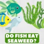 do fish eat seaweed