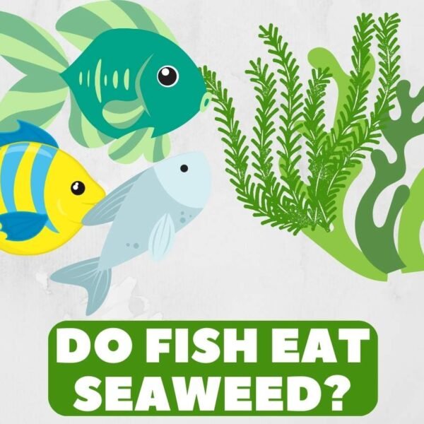Do Fish Eat Seaweed? Everything You Should Know