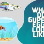 what do guppies eggs look like