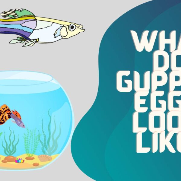 What Do Guppies Eggs Look Like? Facts You Need To Know!!!