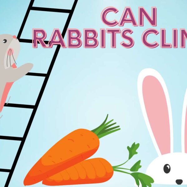 Can Rabbits Climb? Discovering the Surprising Truth