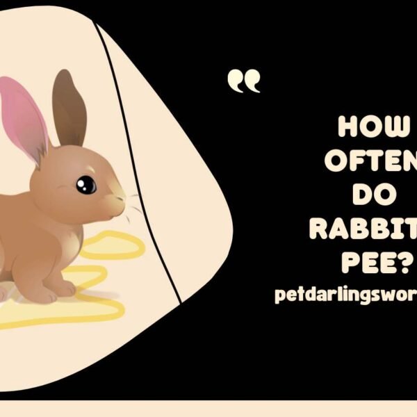 How Often Do Rabbits Pee – All You Need to Know 