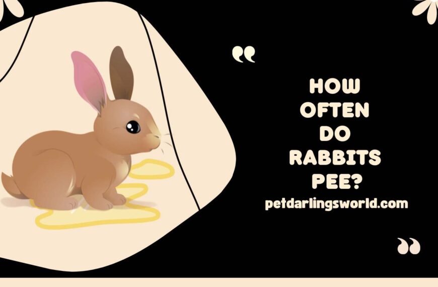 How Often Do Rabbits Pee – All You Need to Know 