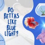 do bettas like blue light