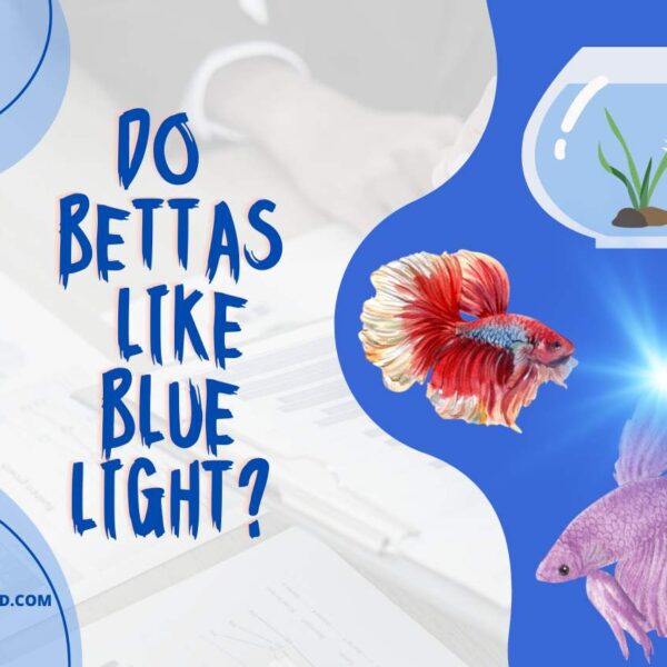 Do Bettas like Blue Light – All You Need to Know? 