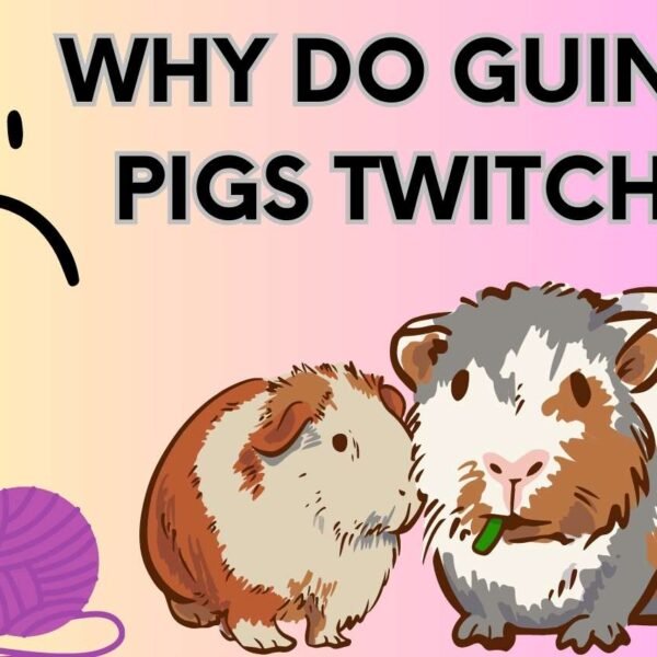 Why Does My Guinea Pig Twitch? Find Out Here