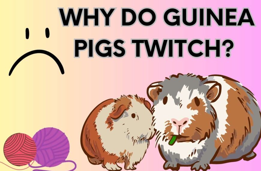 Why Does My Guinea Pig Twitch? Find Out Here