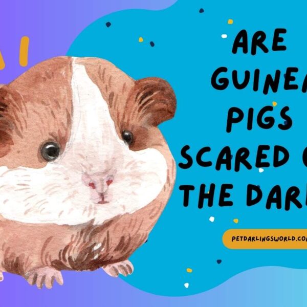 Are Guinea Pigs Scared of the Dark? Myths & Facts!!!