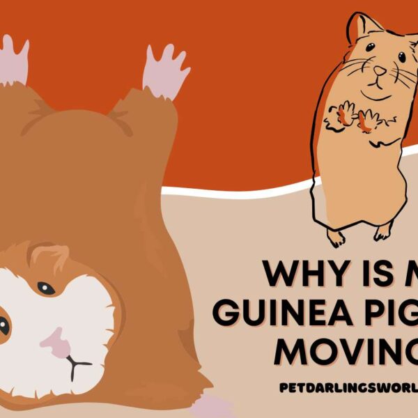 Why is My Guinea Pig Not Moving? Possible Causes & Solutions