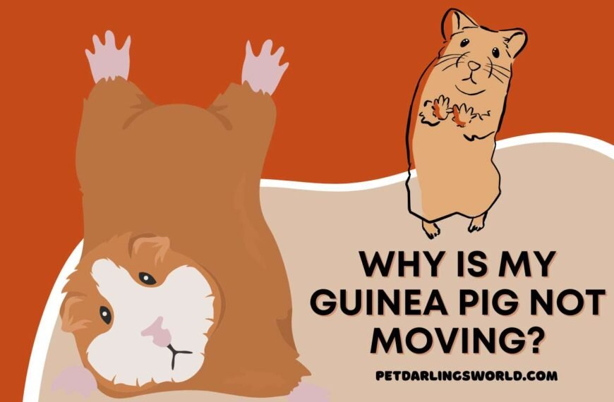 Why is My Guinea Pig Not Moving? Possible Causes & Solutions