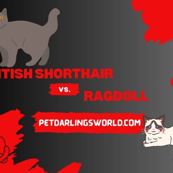 British Shorthair vs Ragdoll – (The Ultimate Comparison)