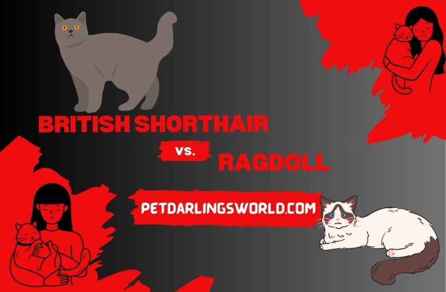 British Shorthair vs Ragdoll – (The Ultimate Comparison)