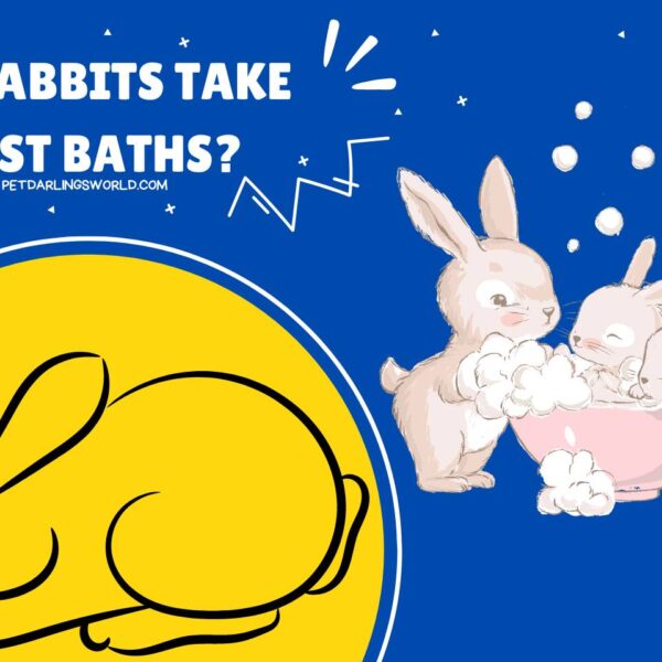 Do Rabbits Take Dust Baths? The Truth About Rabbit Grooming!