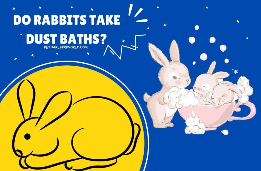 Do Rabbits Take Dust Baths? The Truth About Rabbit Grooming!