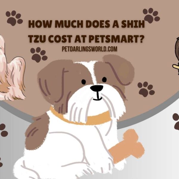 How Much Does a Shih Tzu Cost at Petsmart? (Are they Worth)