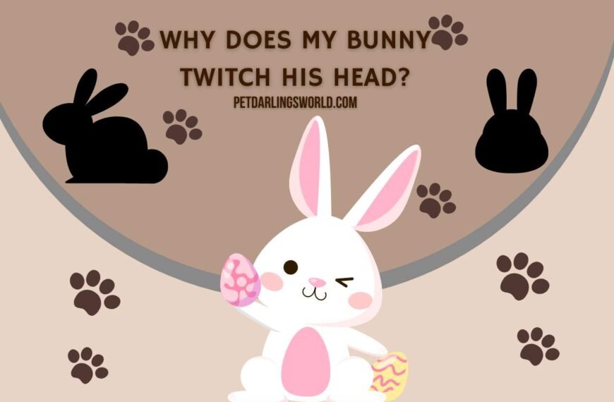 Why Does My Bunny Twitch His Head? (Is It Normal)