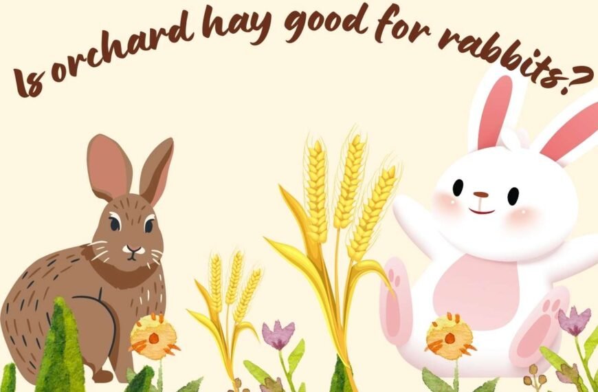 Is Orchard Hay a Healthy Choice for Rabbits? Nourishing Bunnies