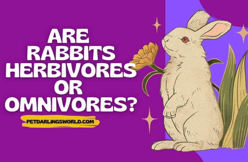 Are Rabbits Herbivores or Omnivores? Exploring Rabbit Feeding Behavior!