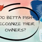 do betta fish recognize their owners