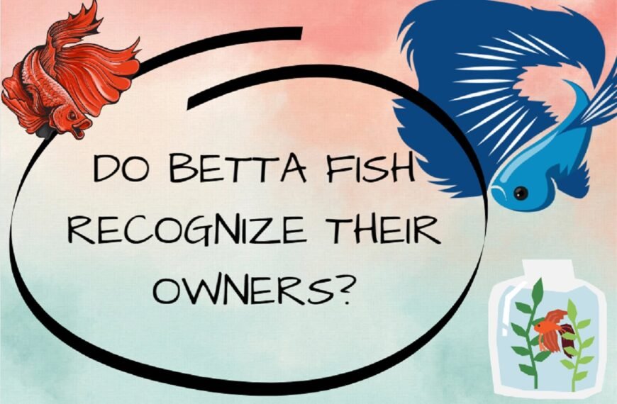 Do Betta Fish Recognize Their Owners? The Bonding Mystery