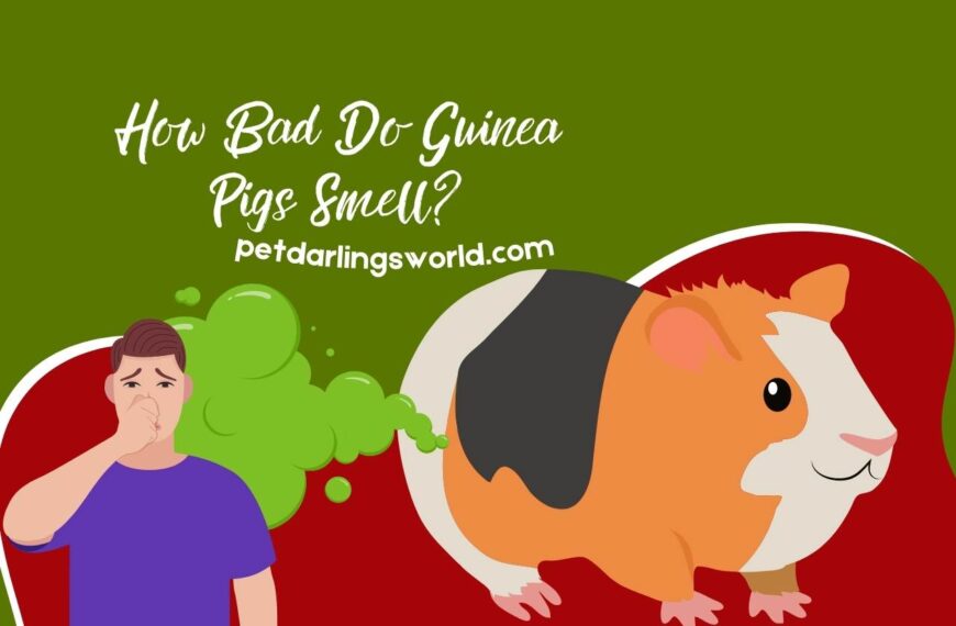 How Bad do Guinea Pigs Smell? The Truth About Their Odor!