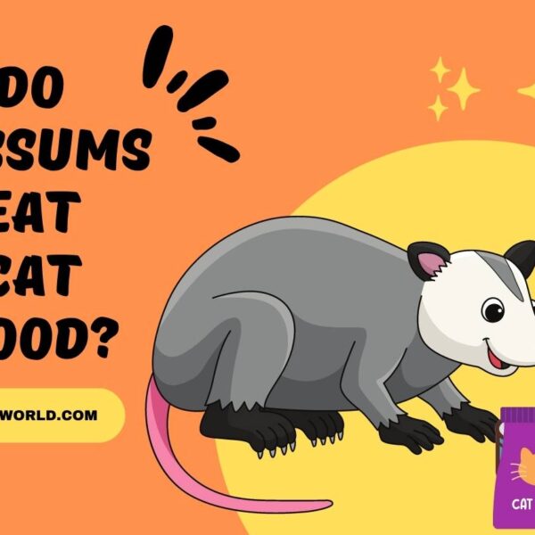 Do Possums Eat Cat Food? (Exploring the Relationship)