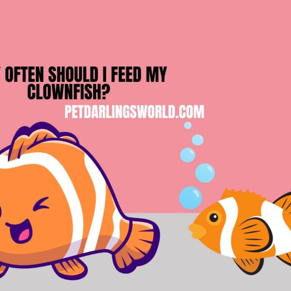 How Often should I Feed My Clownfish? Maintaining a Healthy Diet!