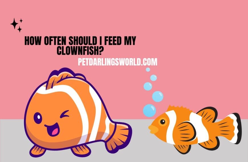 How Often should I Feed My Clownfish? Maintaining a Healthy Diet!