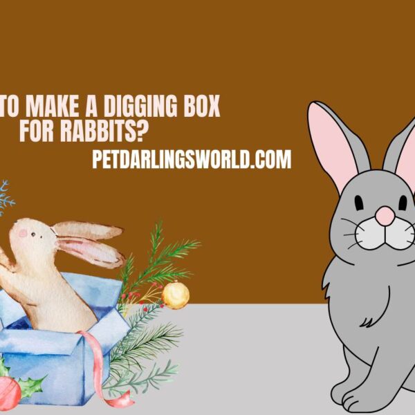 How to Make a Digging Box for Rabbits? Encouraging Natural Behavior!