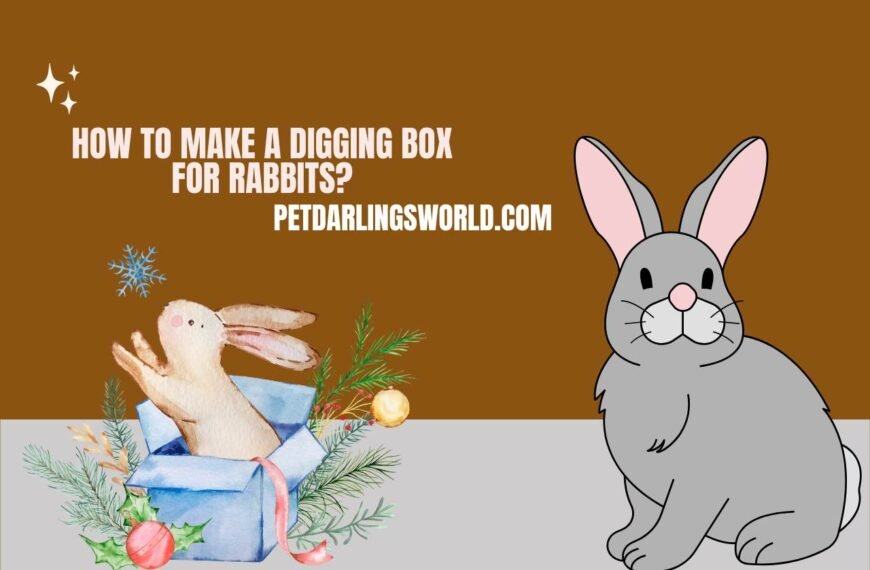How to Make a Digging Box for Rabbits? Encouraging Natural Behavior!
