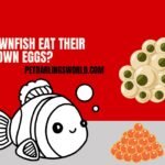do clownfish eat their own eggs