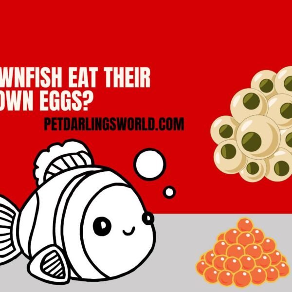 Do Clownfish Eat their Own Eggs? Unraveling the Mystery!