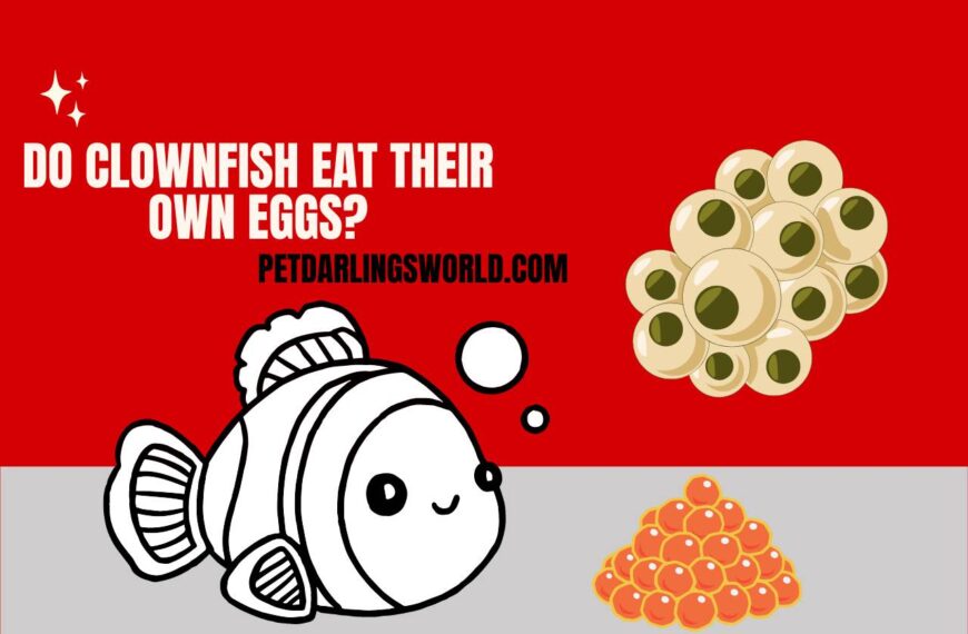 Do Clownfish Eat their Own Eggs? Unraveling the Mystery!