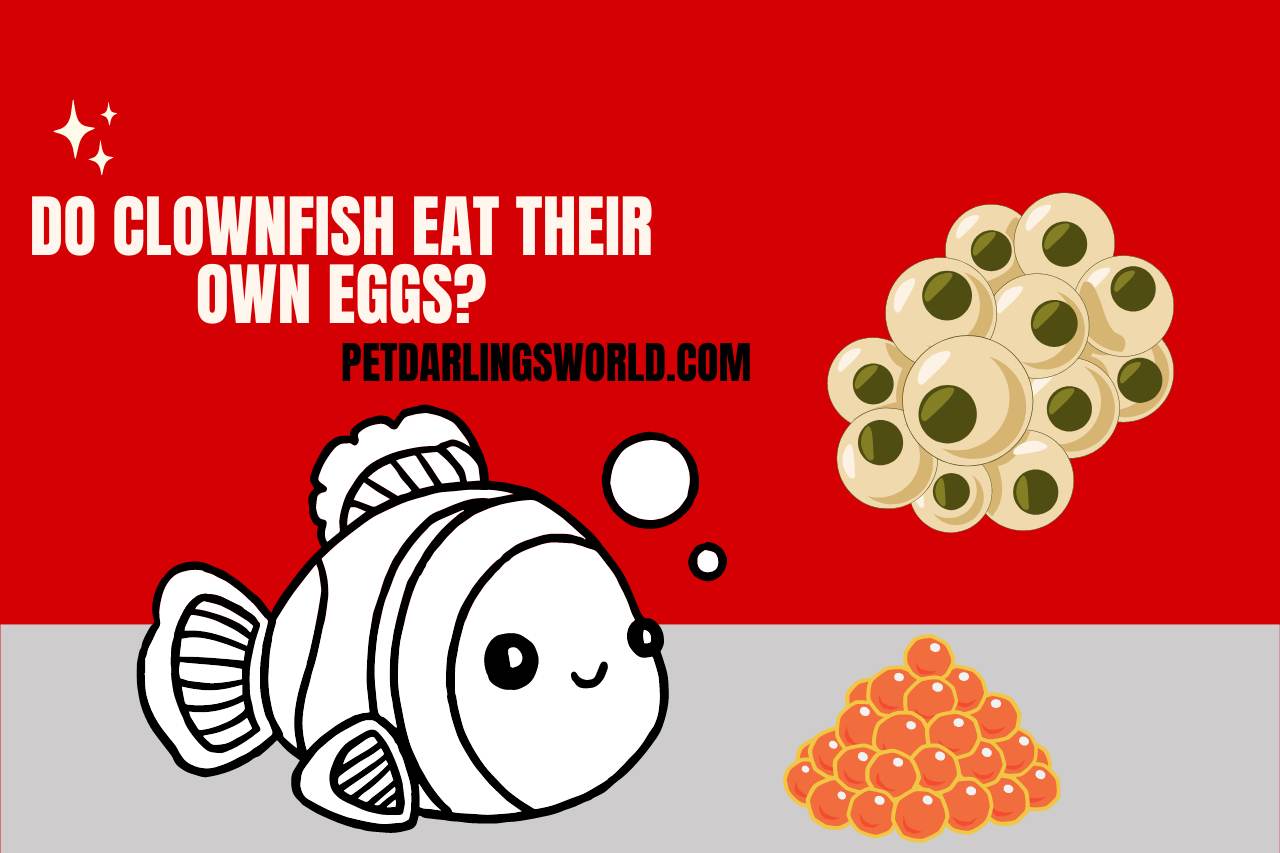 do clownfish eat their own eggs