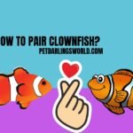 how to pair clownfish