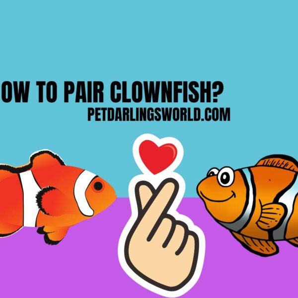 How to Pair Clownfish? Proven Methods and Tips! 