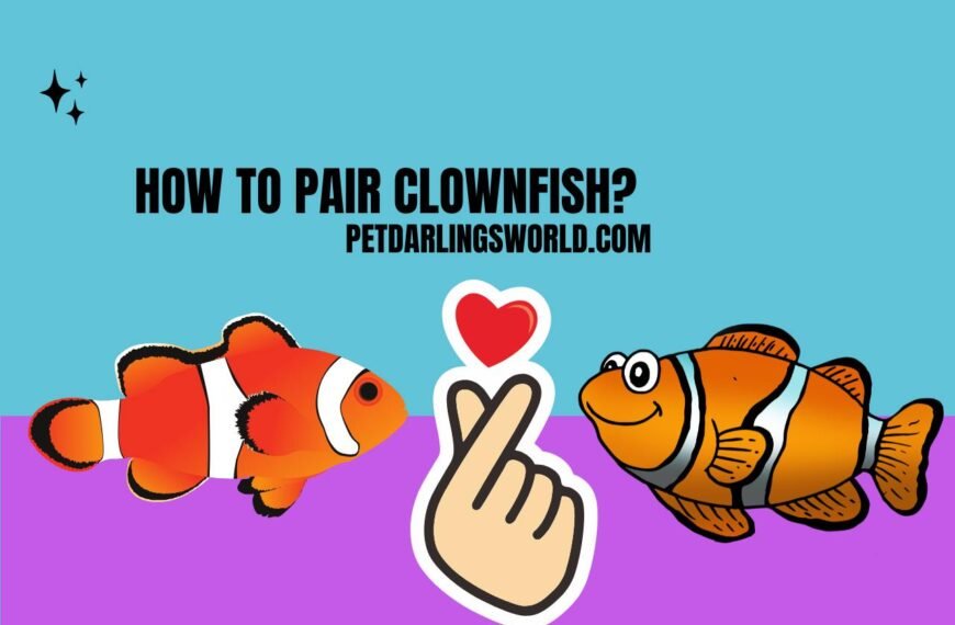 How to Pair Clownfish? Proven Methods and Tips!