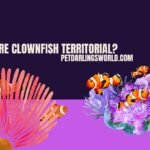 Are clownfish territorial