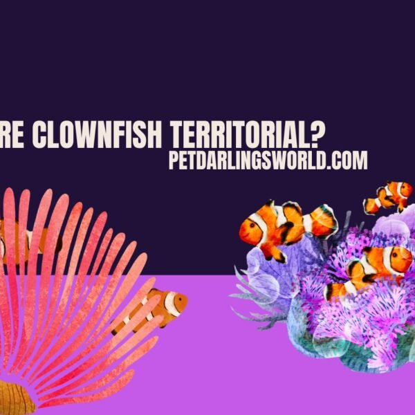 Are Clownfish Territorial? Debunking Territorial Myths!