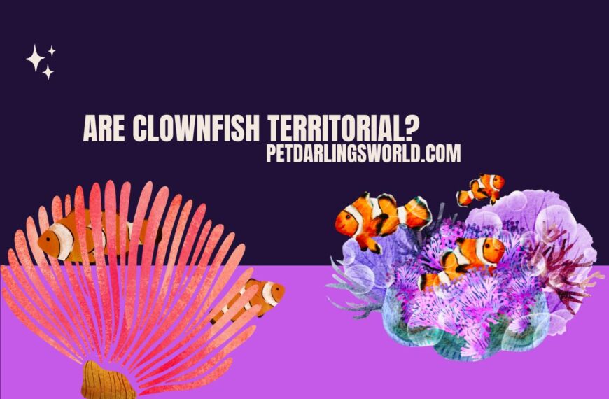 Are Clownfish Territorial? Debunking Territorial Myths!