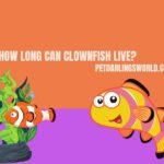 How long can clownfish live