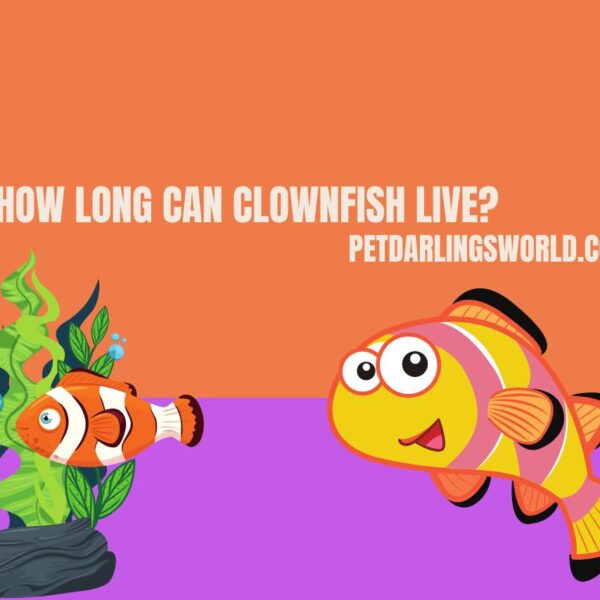 How Long Can Clownfish Live? Unveiling the Longevity of Clownfish!